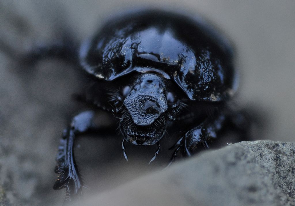 Geotrupidae:  Typhaeus typhoeus, femmina